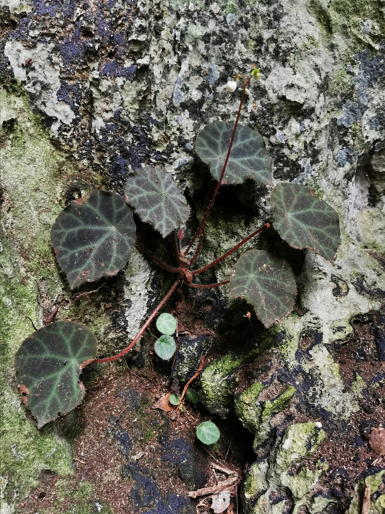 Step by step progression IAPLC 2020 GrandPrize - Eden