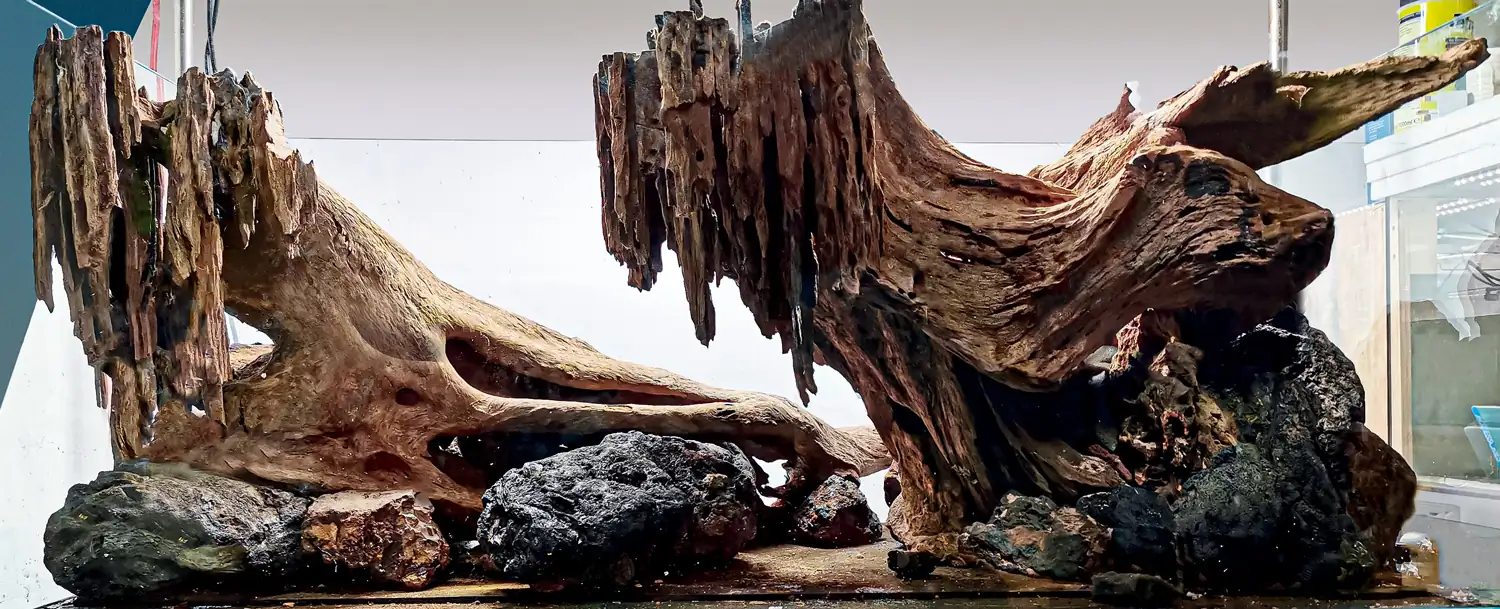 Step by step progression IAPLC 2020 GrandPrize - Eden