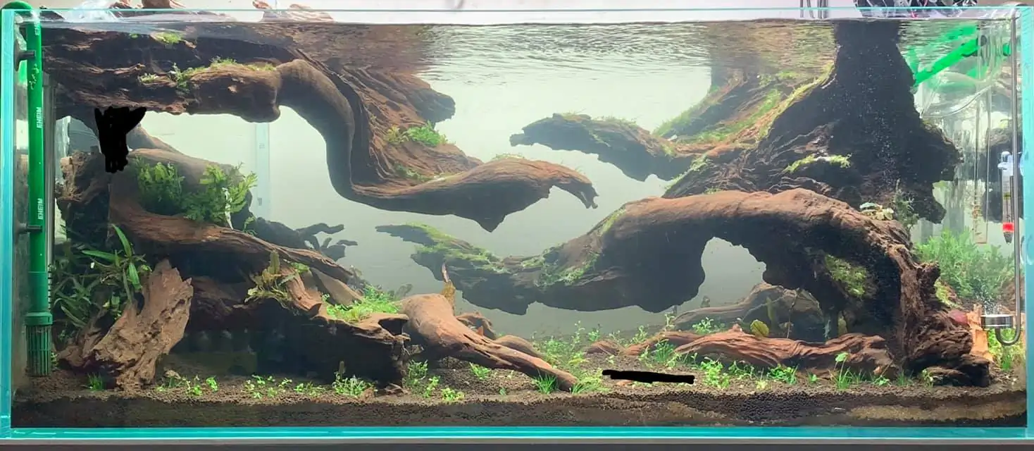 How to make nature aquarium - IAPLC 2021 - Follow Him