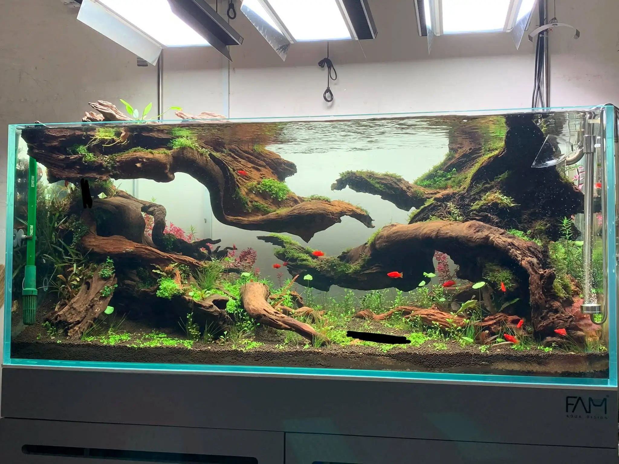 How to make nature aquarium - IAPLC 2021 - Follow Him