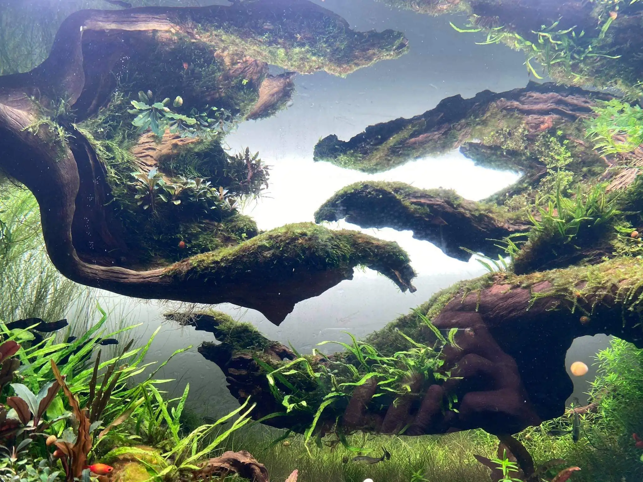 How to make nature aquarium - IAPLC 2021 - Follow Him
