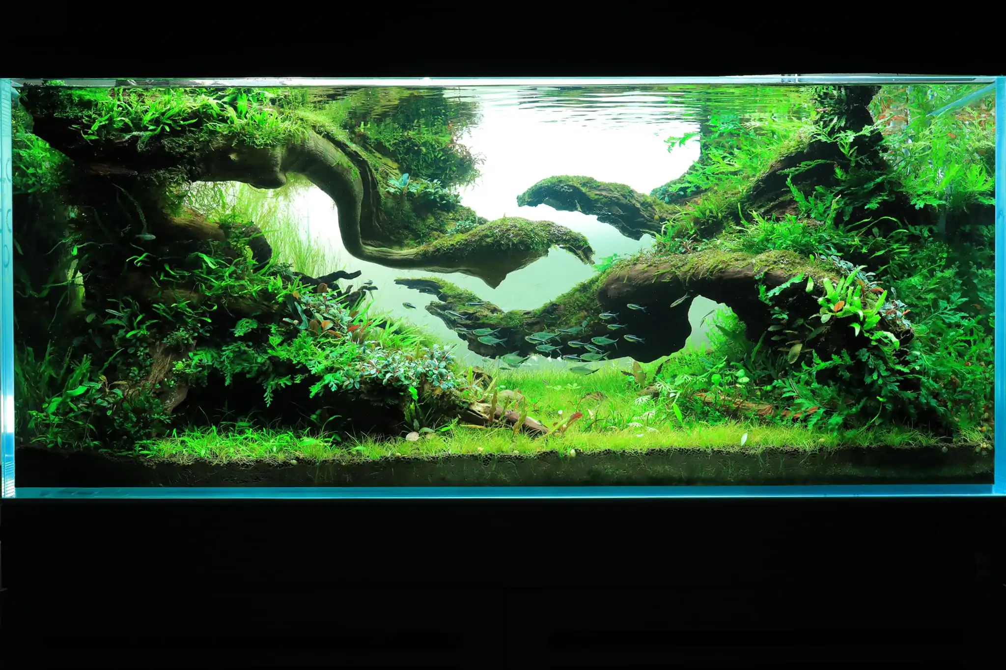 How to make nature aquarium - IAPLC 2021 - Follow Him
