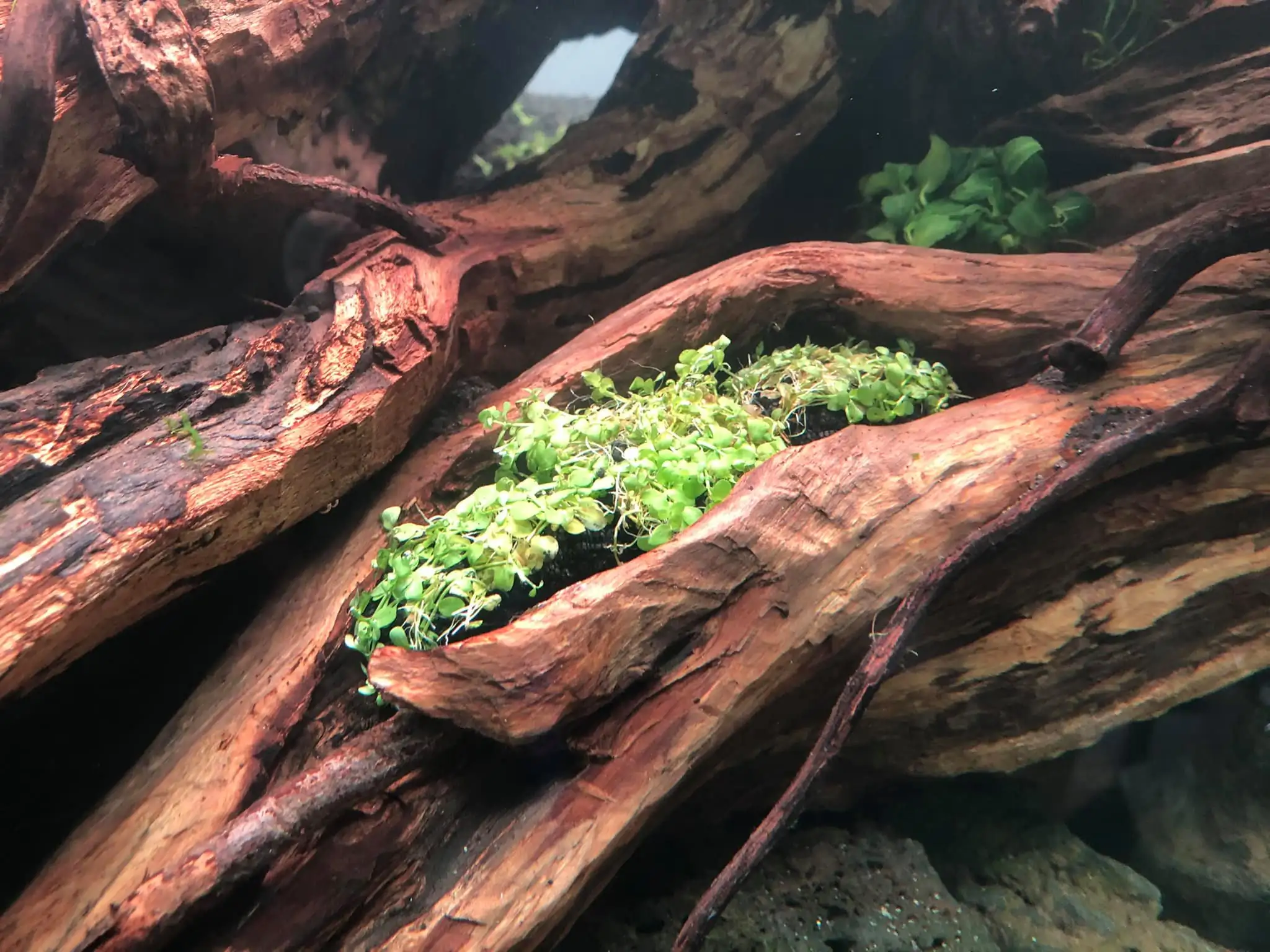 Steps progression IAPLC 2021 Rank 04 - Revolve pluse - Eakthanat Isarathikul / Thailand Steps progression IAPLC 2021 Rank 04 - Revolve pluse - Eakthanat Isarathikul / Thailand