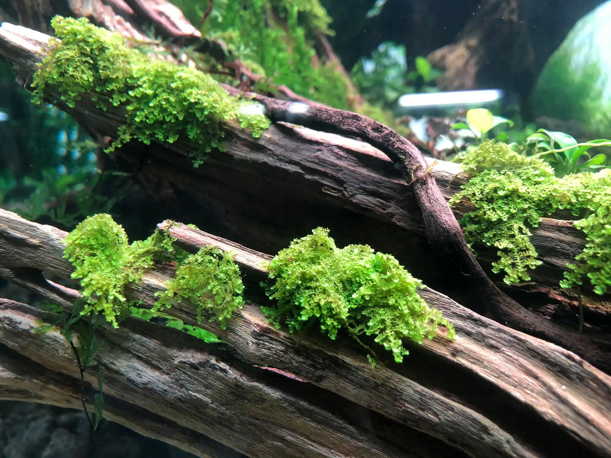 Steps progression IAPLC 2021 Rank 04 - Revolve pluse - Eakthanat Isarathikul / Thailand Steps progression IAPLC 2021 Rank 04 - Revolve pluse - Eakthanat Isarathikul / Thailand