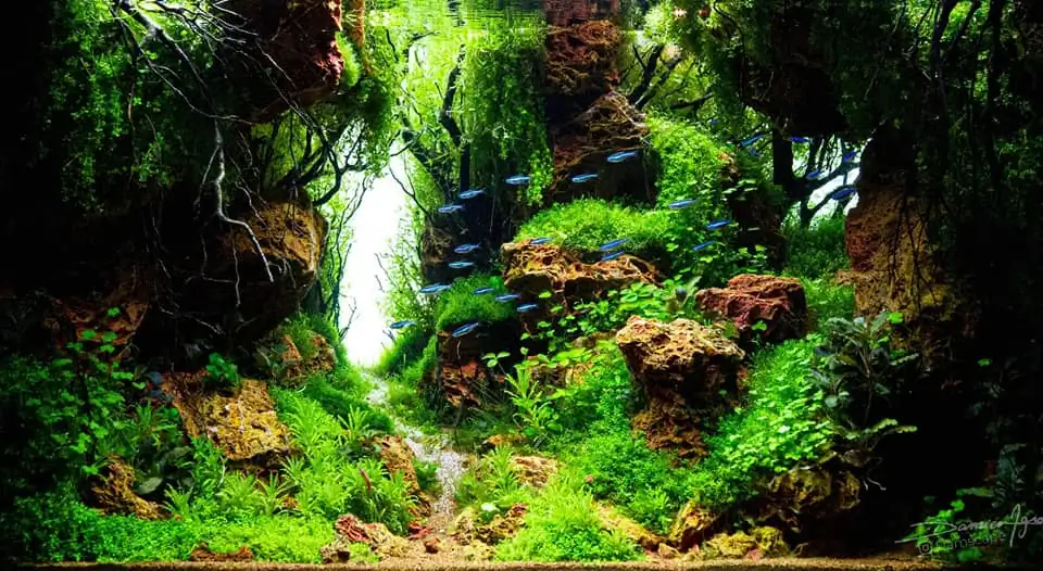How to make nature aquarium - IAPLC 2021 Rank 342