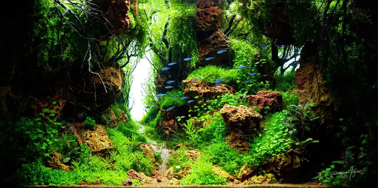 How to make nature aquarium - IAPLC 2021 Rank 342
