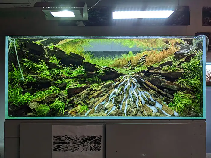 Steps progression IAPLC 2022 - Rank 21 - Green Valley - Katsuki Tanaka / Japan