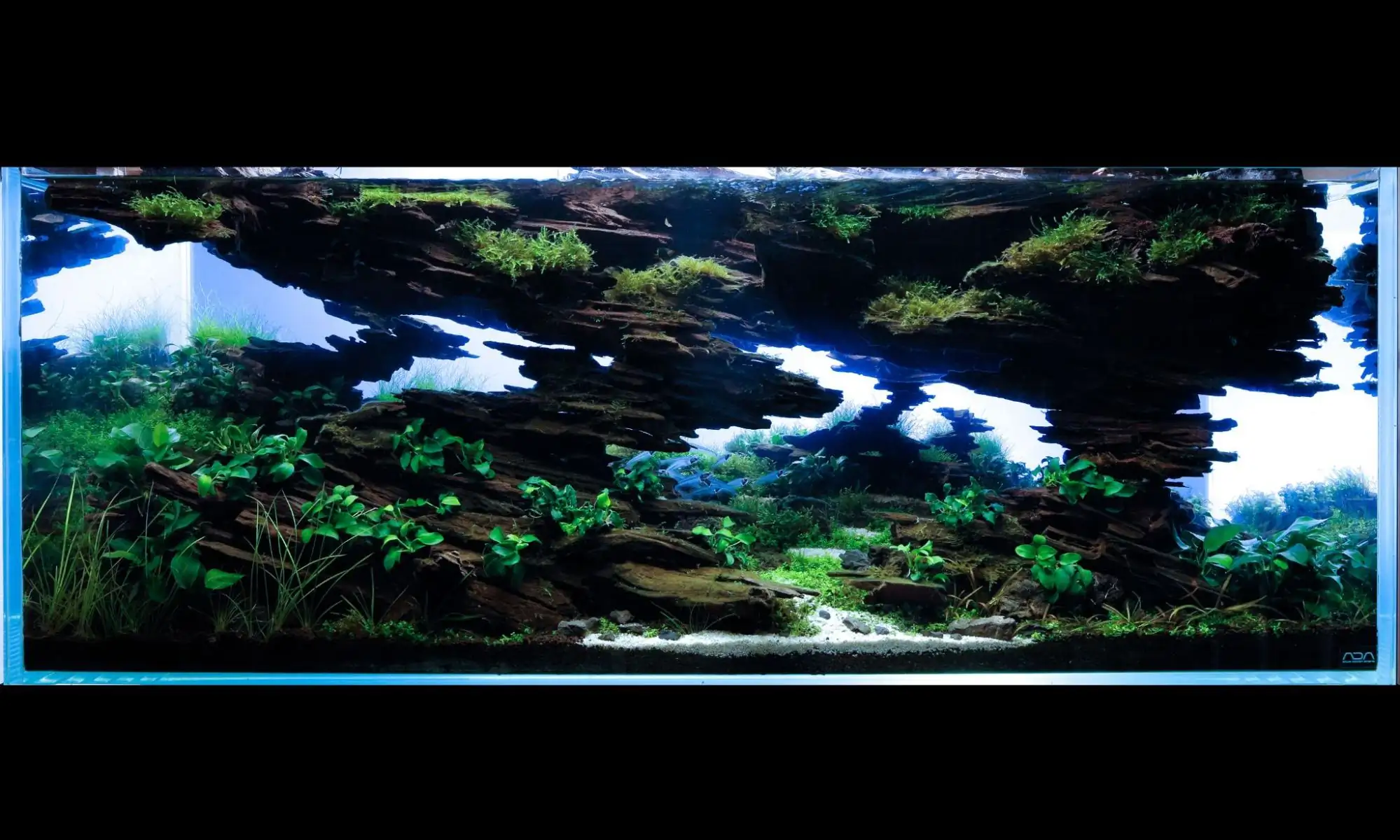 Aquascaping steps IAPLC 2022 - Rank 29 - Stream - Kazuma Takeuchi / Japan Aquascaping steps IAPLC 2022 - Rank 29 - Stream - Kazuma Takeuchi / Japan