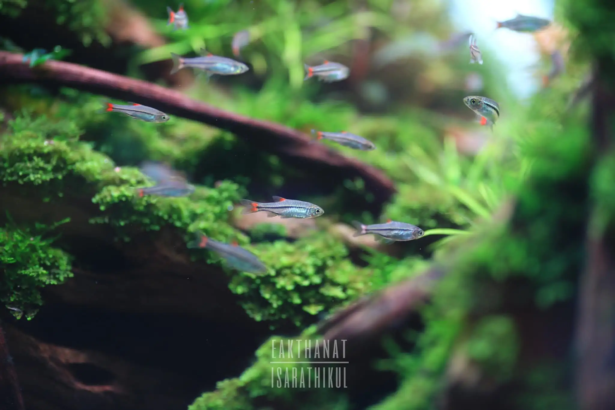 Steps progression IAPLC 2022 Rank 45 - Reverse - Eakthanat Isarathikul / Thailand