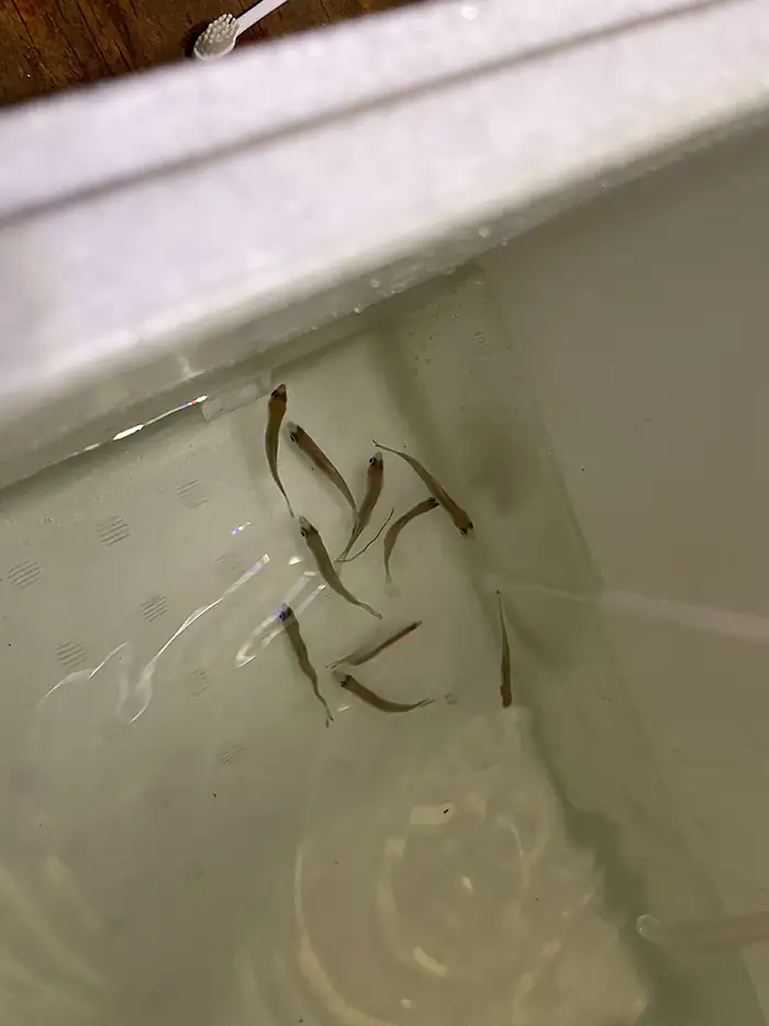 Aquascaping steps IAPLC 2022 - Rank 47 - Change - Hayase Kato / Japan