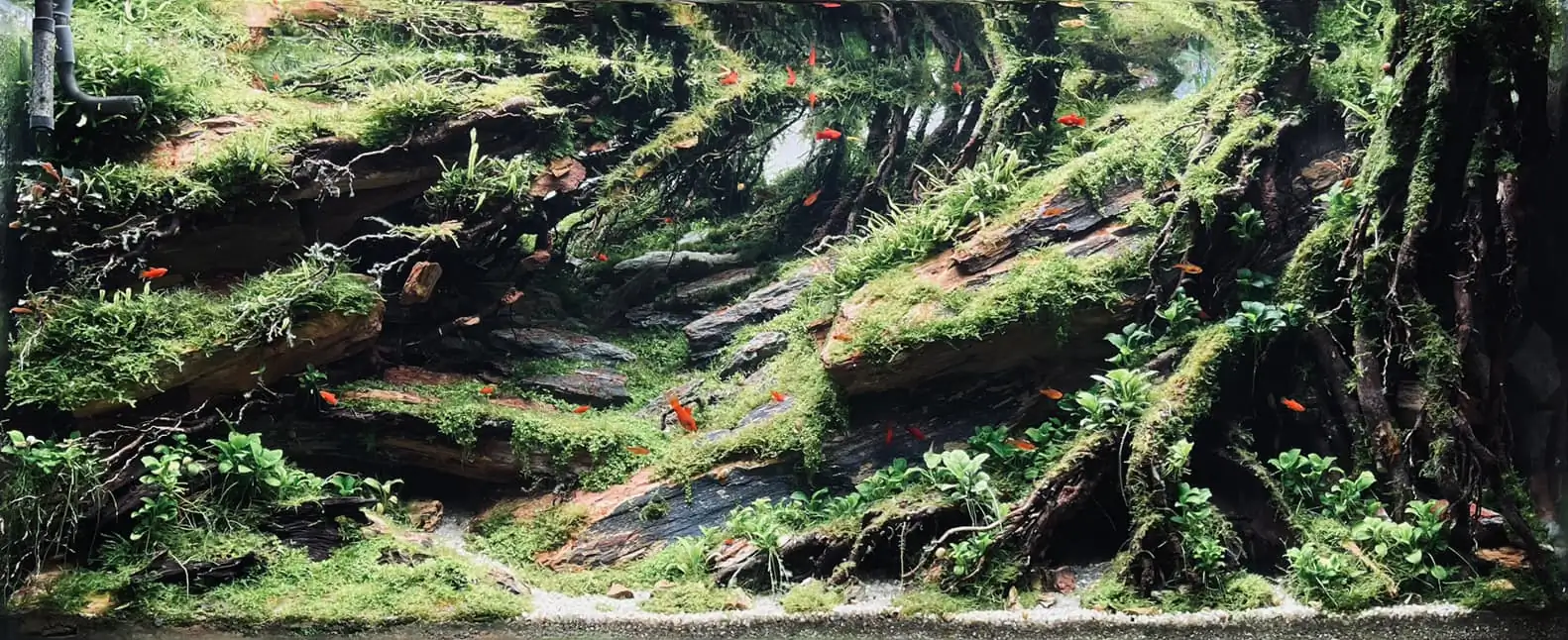 Steps progression IAPLC 2022 - RANK 07 - Wind and water - Trinh Ha Le / VietNam