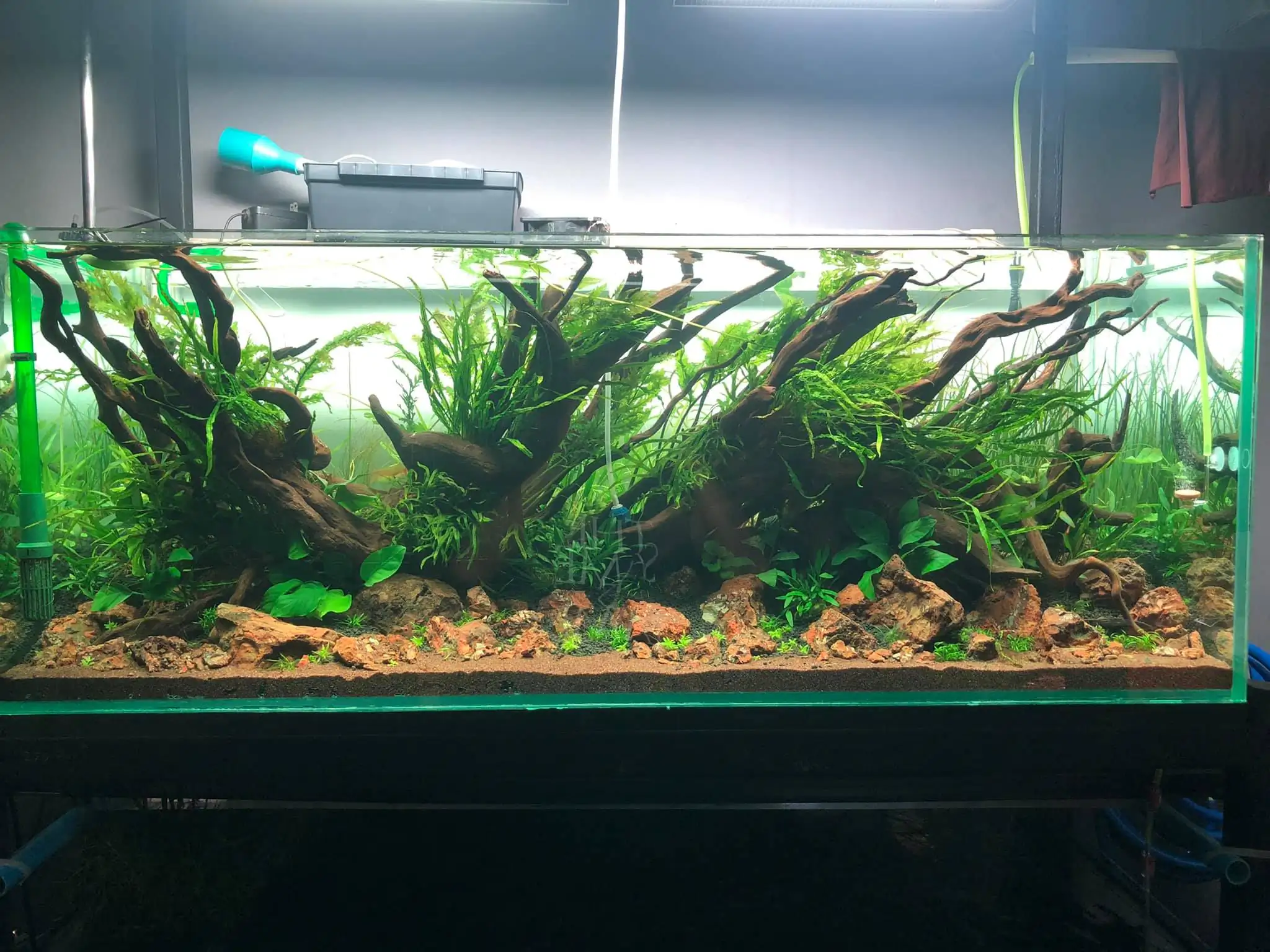 Steps progression IIAC 2021 Rank 87 - Under Nature - Eakthanat Isarathikul / Thailand