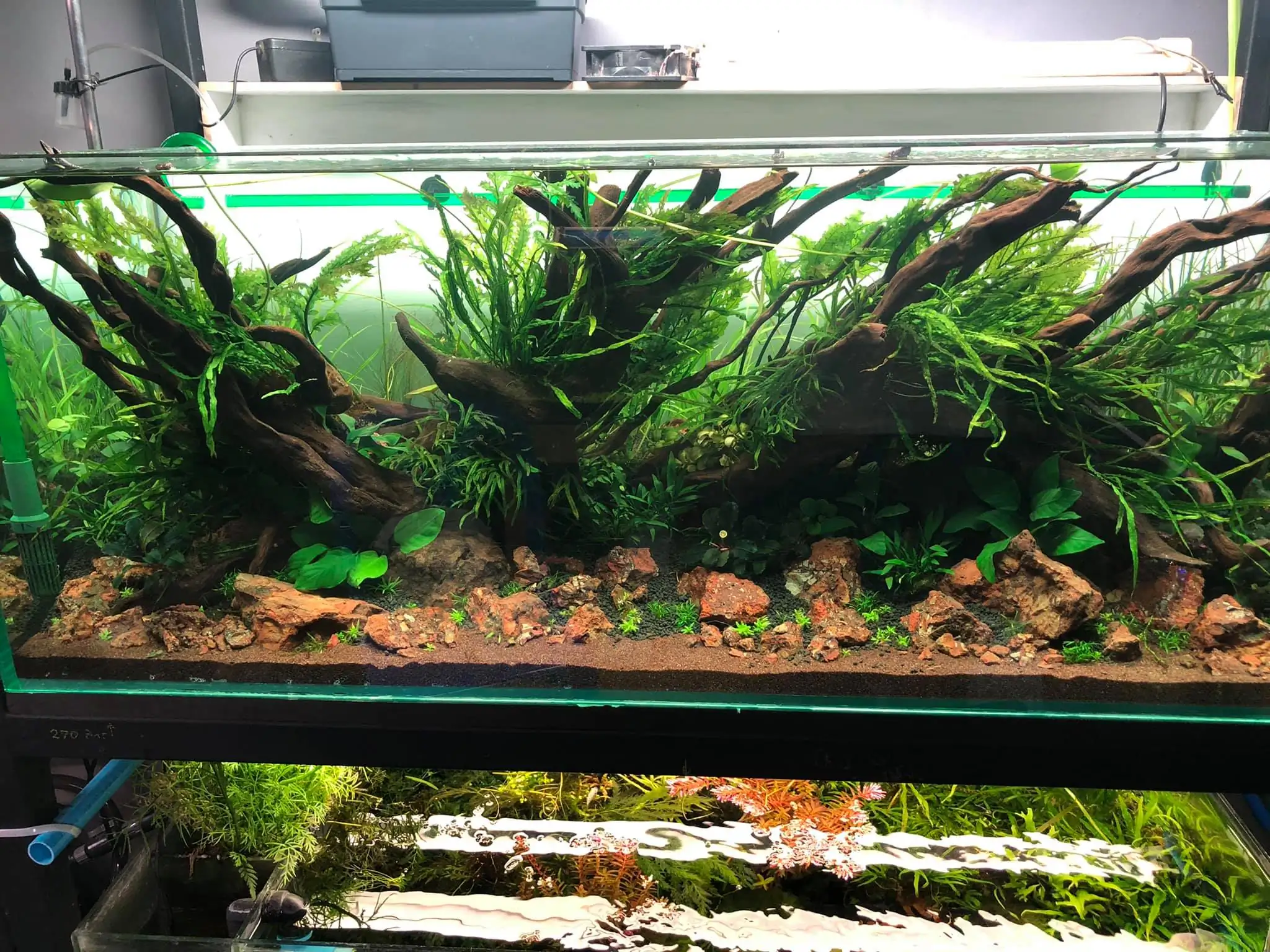 Steps progression IIAC 2021 Rank 87 - Under Nature - Eakthanat Isarathikul / Thailand