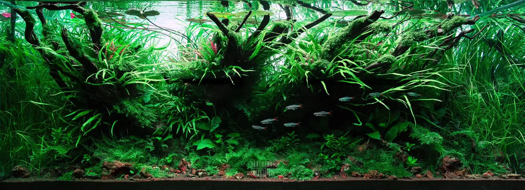 Steps progression IIAC 2021 Rank 87 - Under Nature - Eakthanat Isarathikul / Thailand