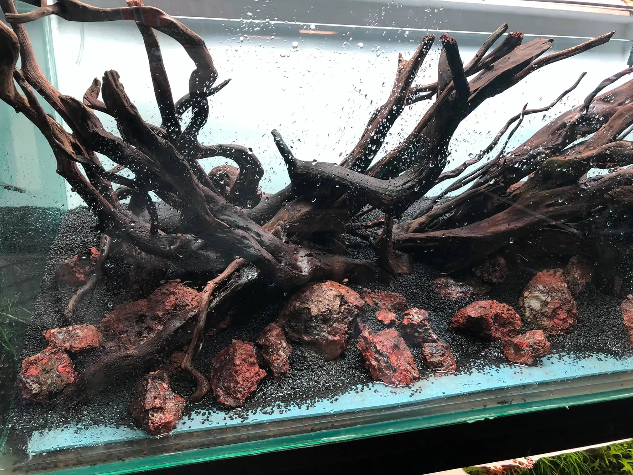 Steps progression IIAC 2021 Rank 87 - Under Nature - Eakthanat Isarathikul / Thailand