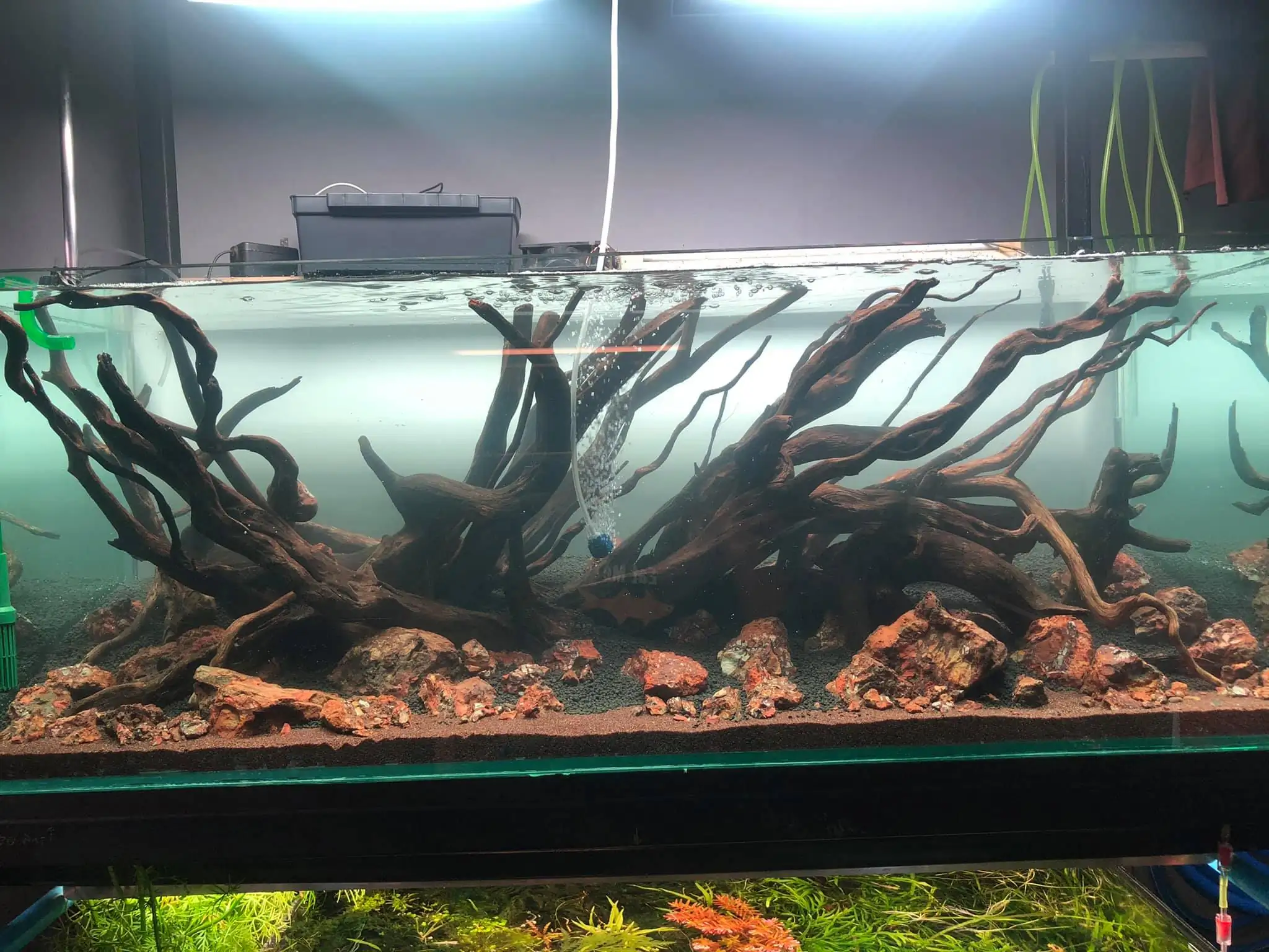 Steps progression IIAC 2021 Rank 87 - Under Nature - Eakthanat Isarathikul / Thailand