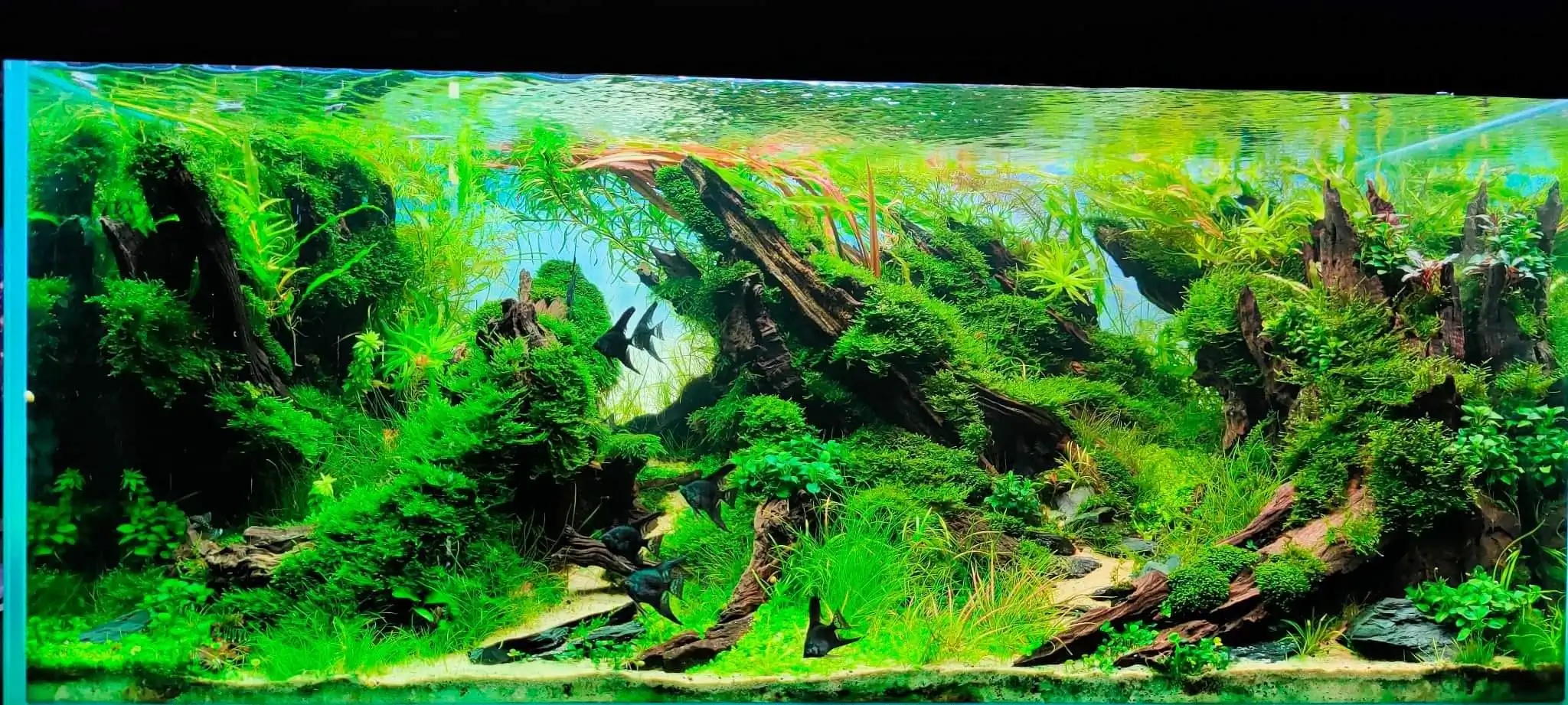 Steps progression SeaScape 2022 - RANK 18 - Flow of water - Duong Chi Binh / VietNam