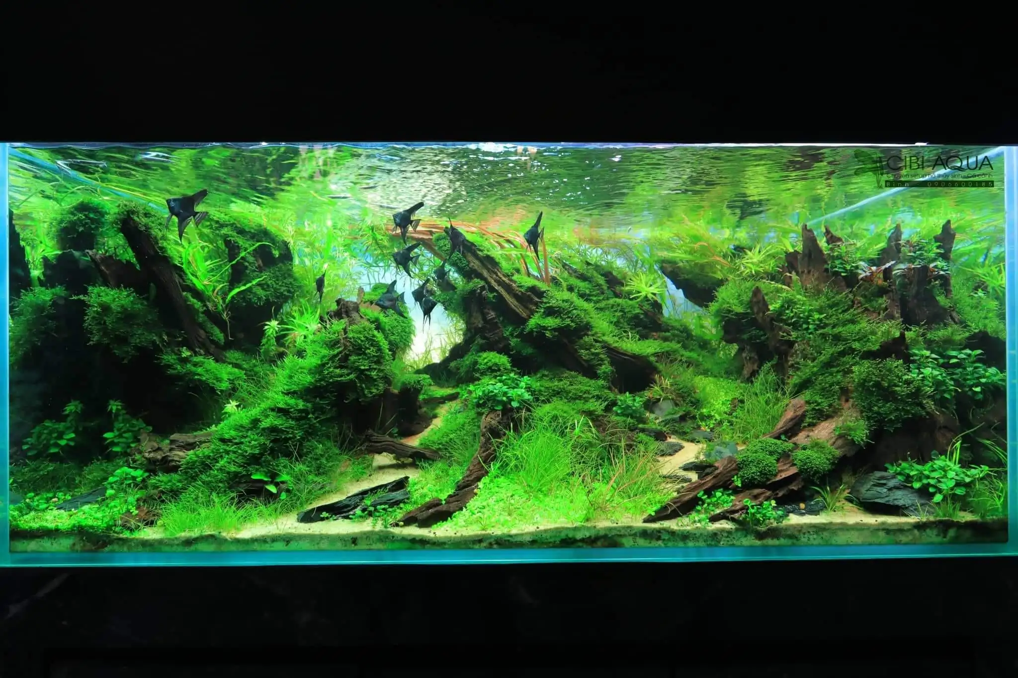 Steps progression SeaScape 2022 - RANK 18 - Flow of water - Duong Chi Binh / VietNam