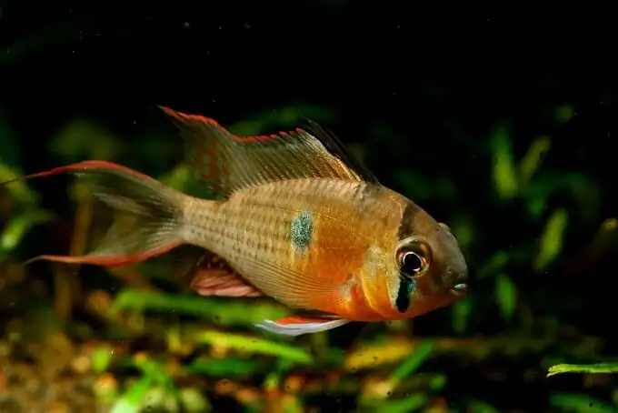A colorful Apistrogramma in a small nano tank