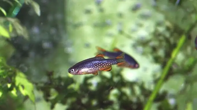 Two small Celestial Pearl Danios