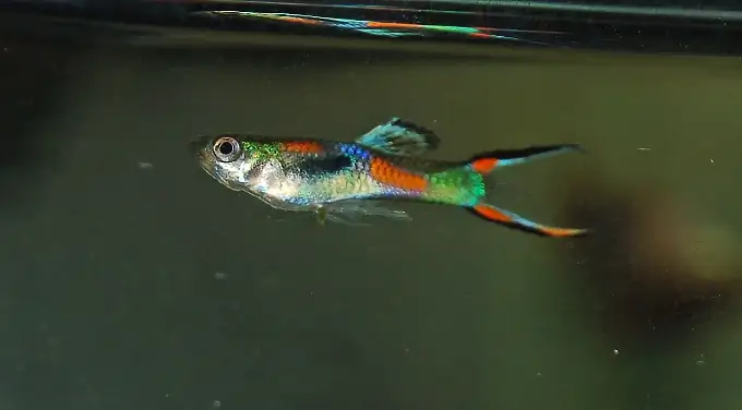 An Endler's Livebearer swimming just underneath the surface of the water