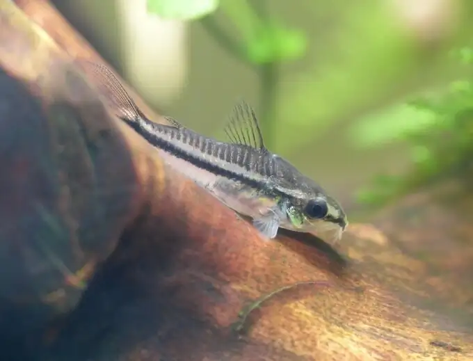 A Pygmy Corydoras resting on a log