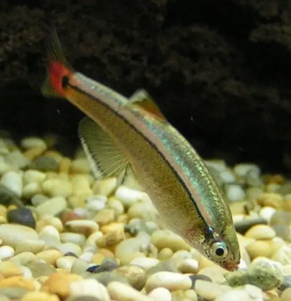 A White Cloud Mountain Minnow investigating the substrate