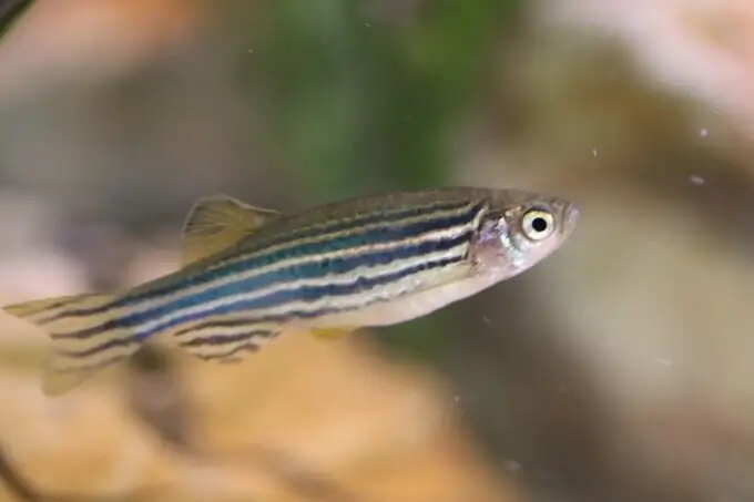 A Zebra Danio nano fish in semi-clean water