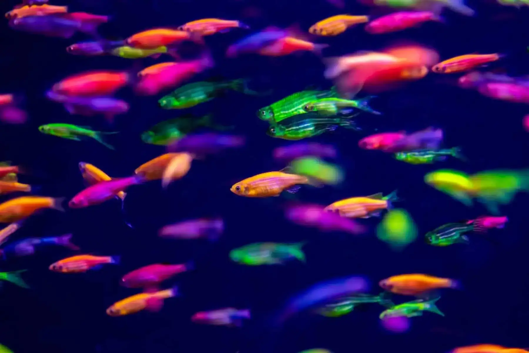40 Coolest Freshwater Aquarium Fish 2024: For All Fish Keepers