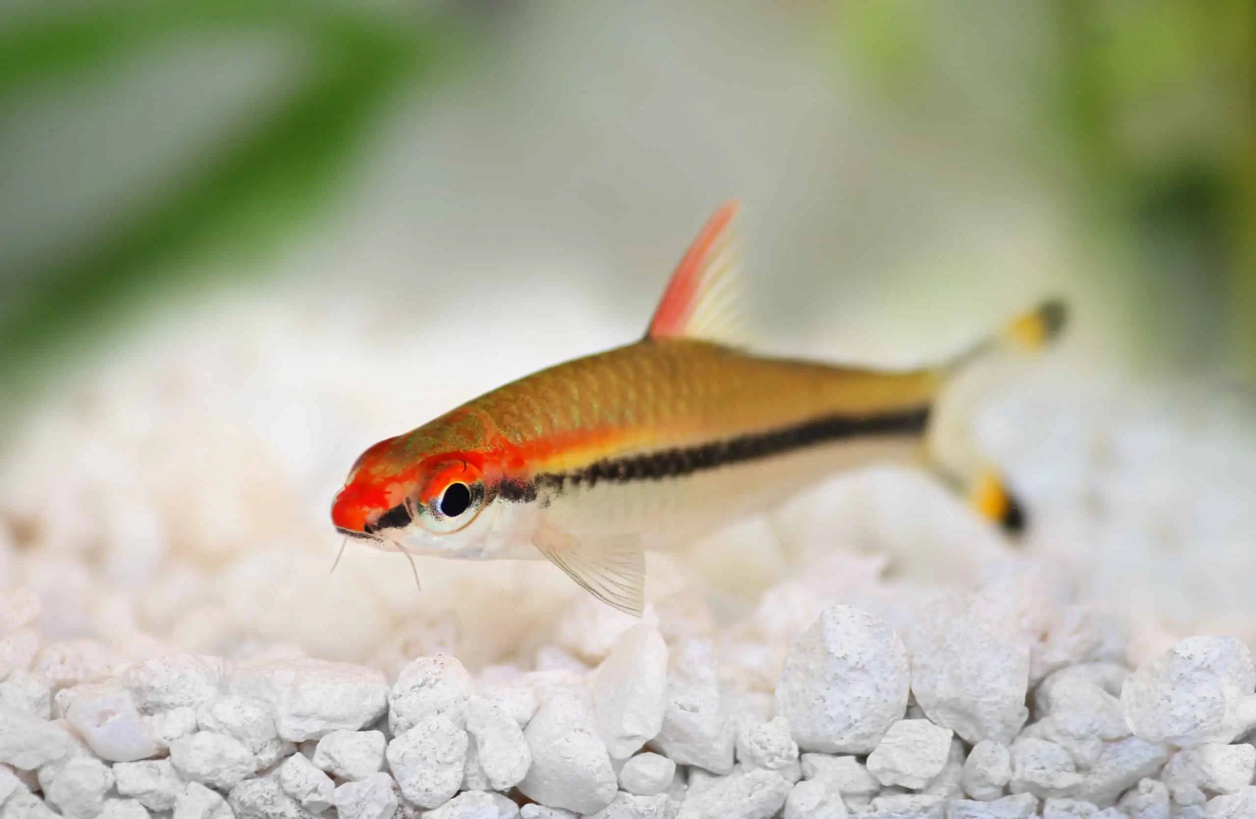 40 Coolest Freshwater Aquarium Fish 2024: For All Fish Keepers