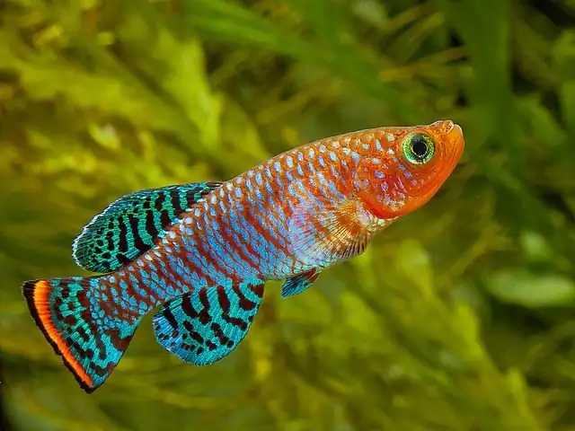 Everything You Need to Know About Killifish - Killifish Care Guide - 2024 Edition