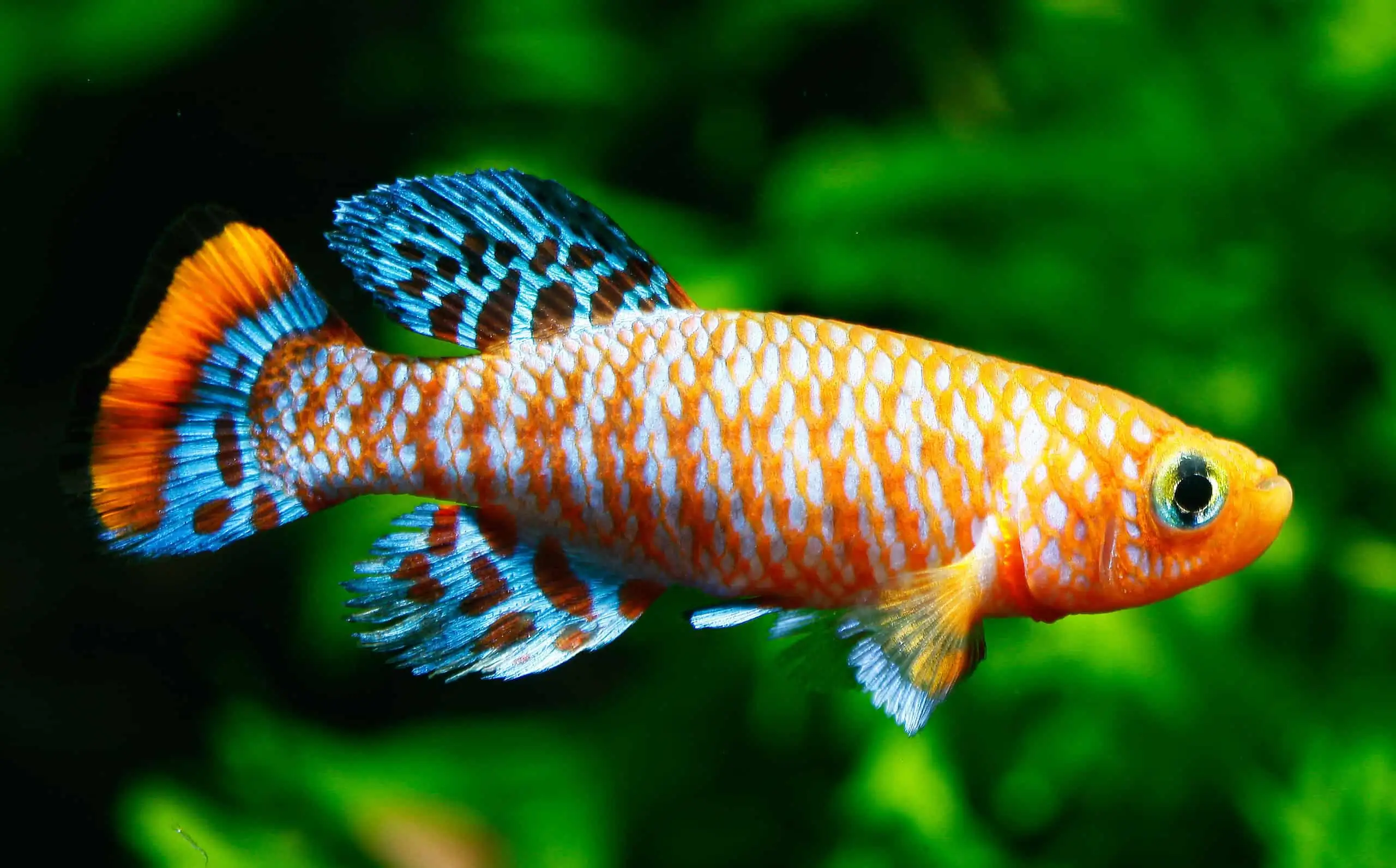 Everything You Need to Know About Killifish - Killifish Care Guide - 2024 Edition