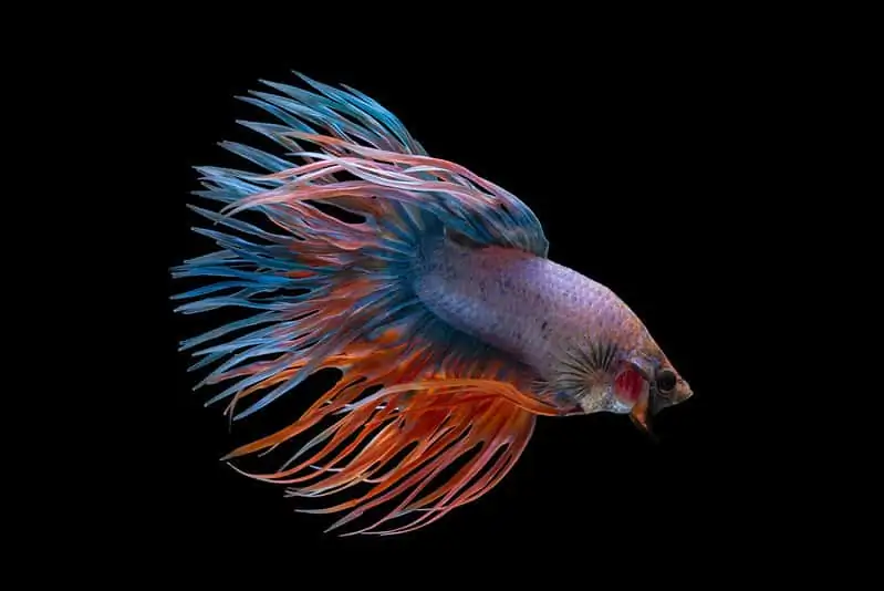 40 Coolest Freshwater Aquarium Fish 2024: For All Fish Keepers