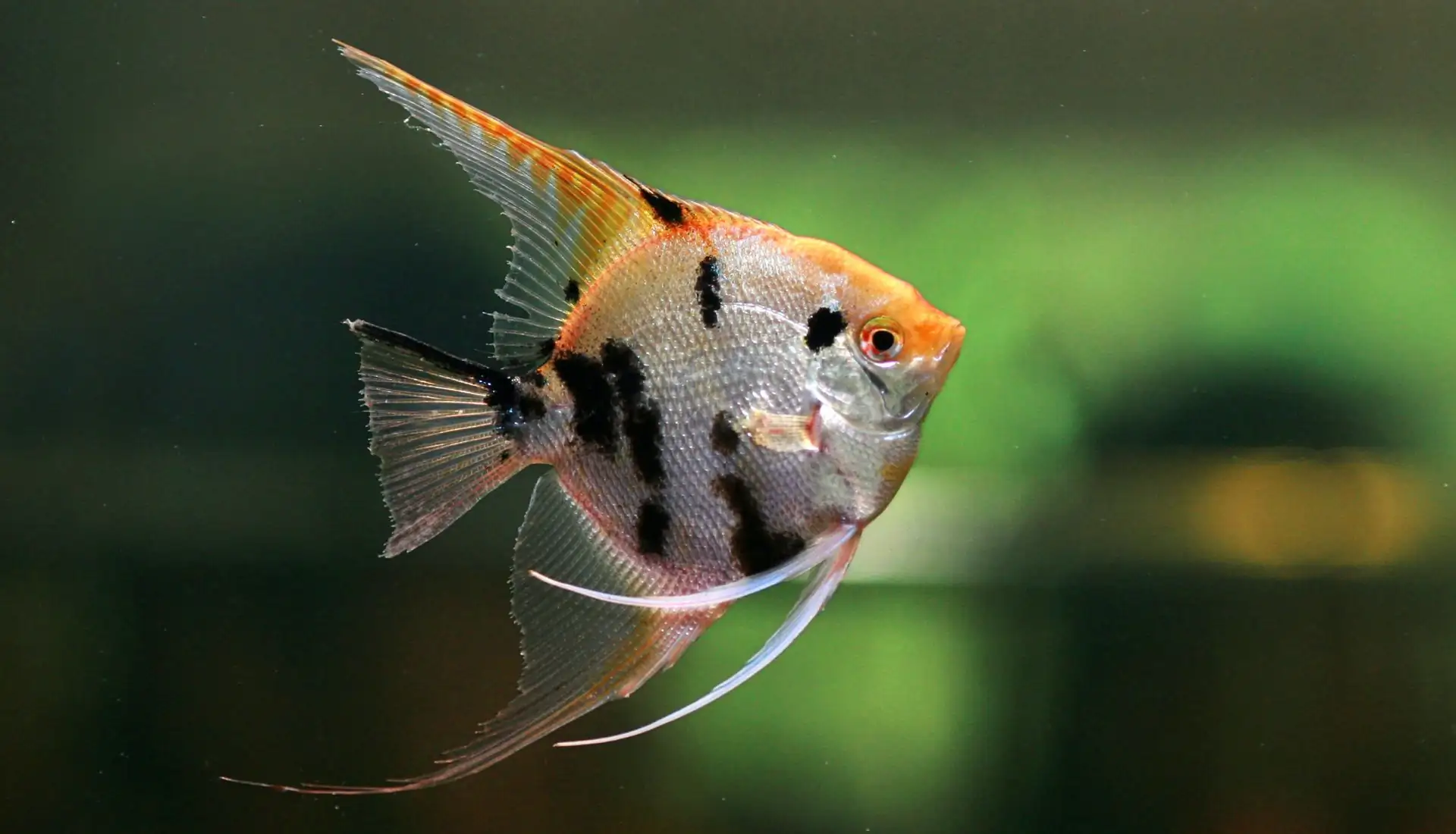 40 Coolest Freshwater Aquarium Fish 2024: For All Fish Keepers
