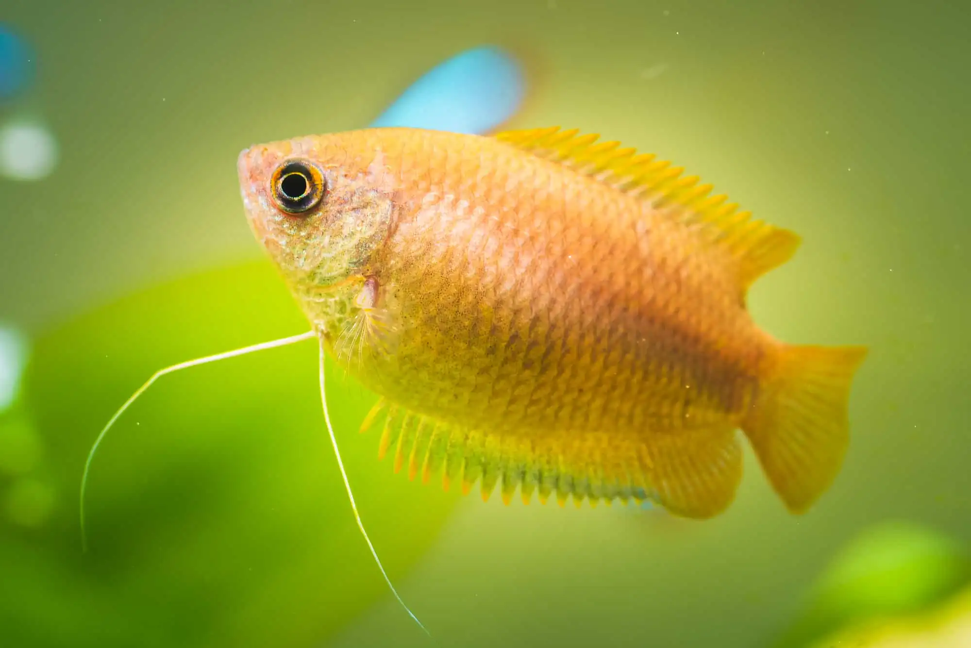 40 Coolest Freshwater Aquarium Fish 2024: For All Fish Keepers