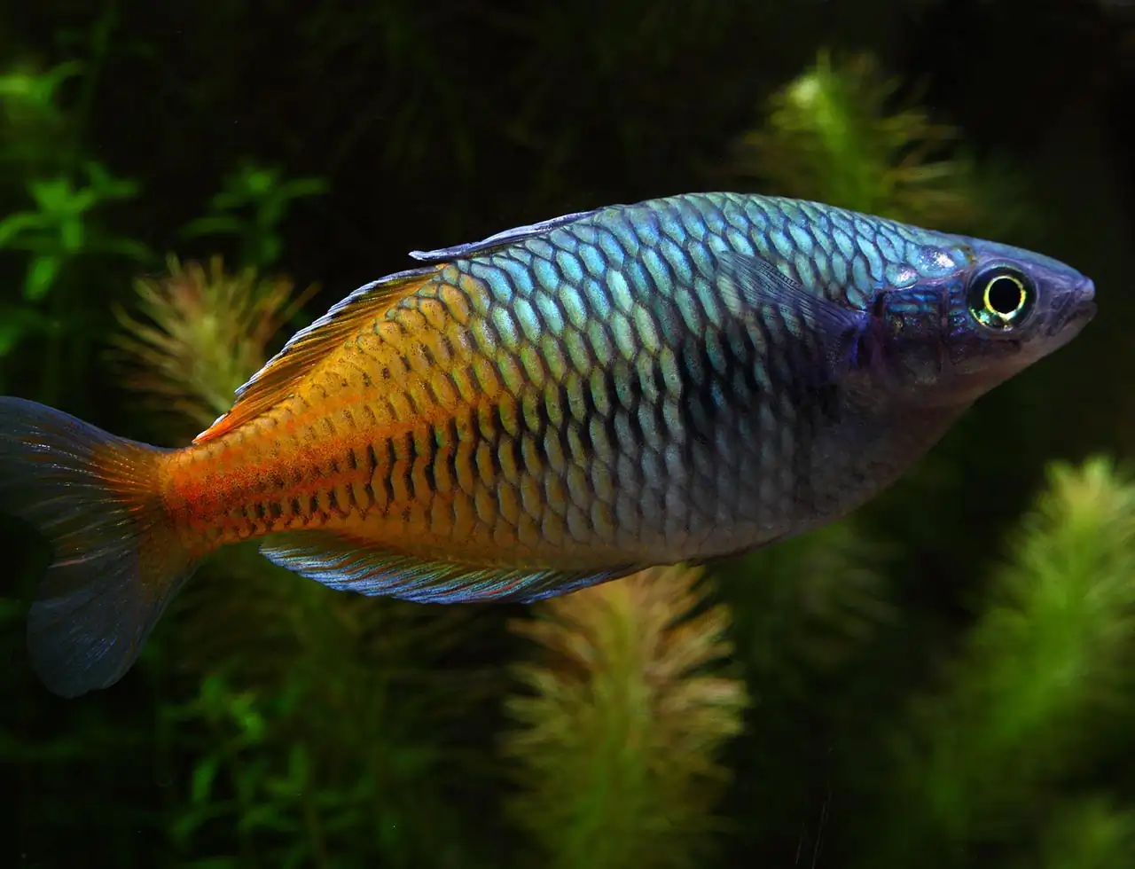 40 Coolest Freshwater Aquarium Fish 2024: For All Fish Keepers