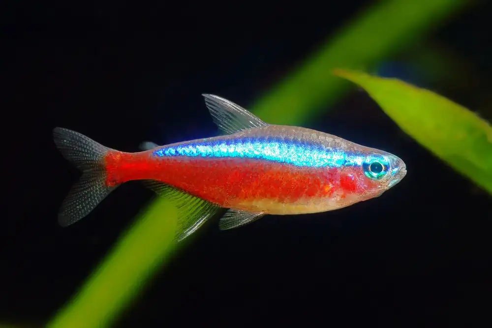 40 Coolest Freshwater Aquarium Fish 2024: For All Fish Keepers