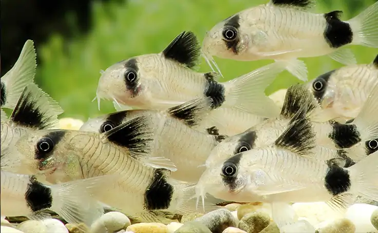 Top 15 Best Bottom Feeder Fish for Your Aquarium in 2026