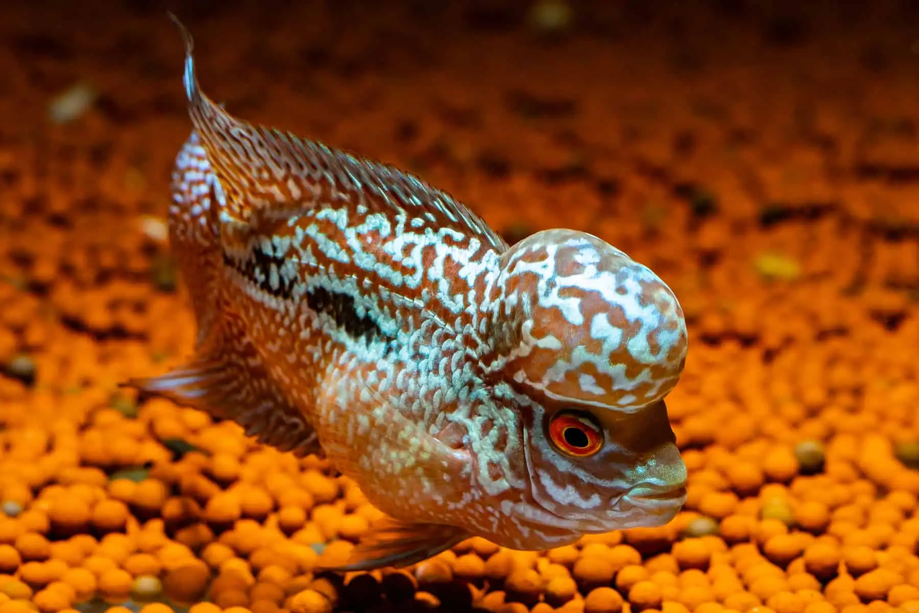40 Coolest Freshwater Aquarium Fish 2024: For All Fish Keepers