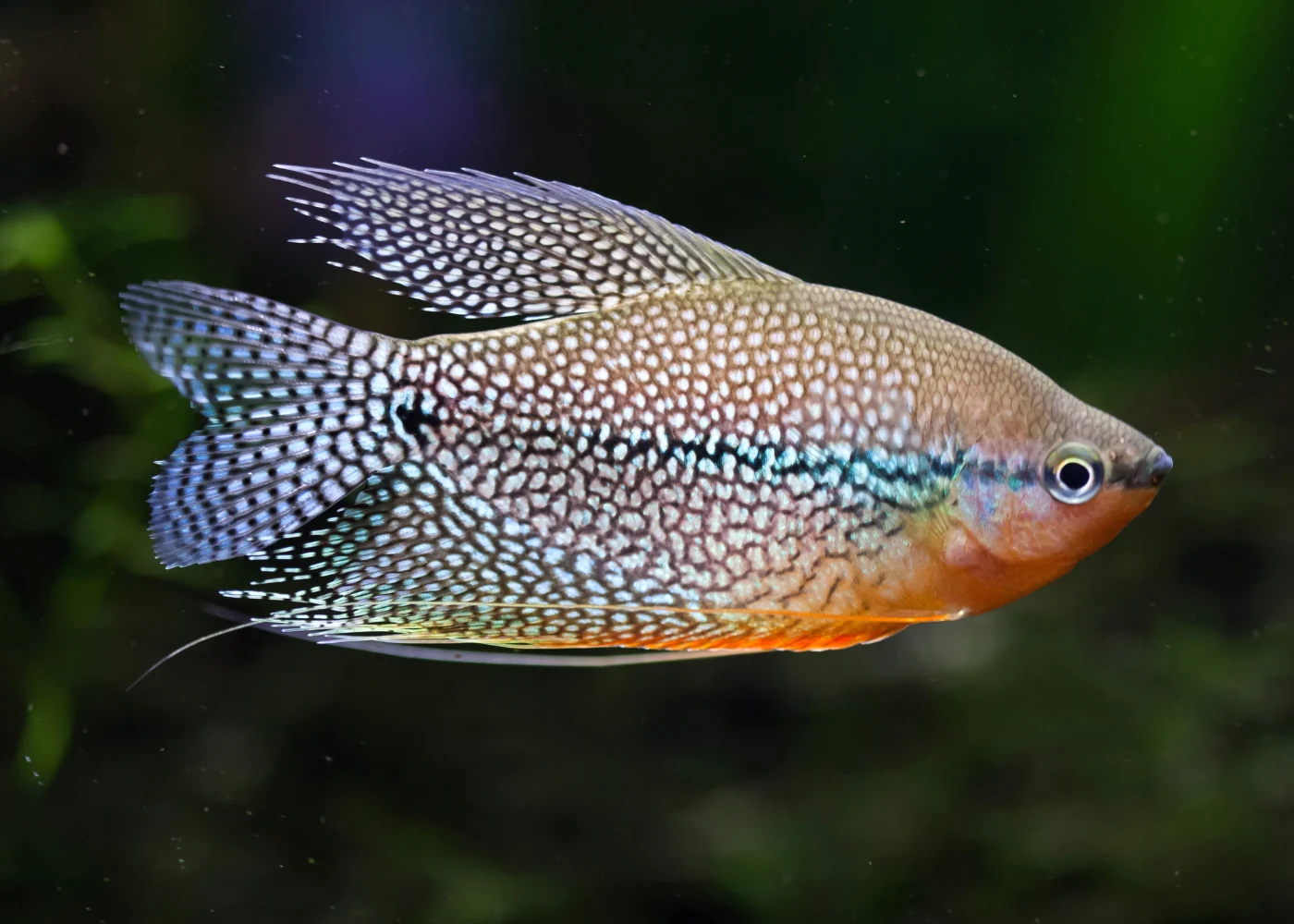 40 Coolest Freshwater Aquarium Fish 2024: For All Fish Keepers