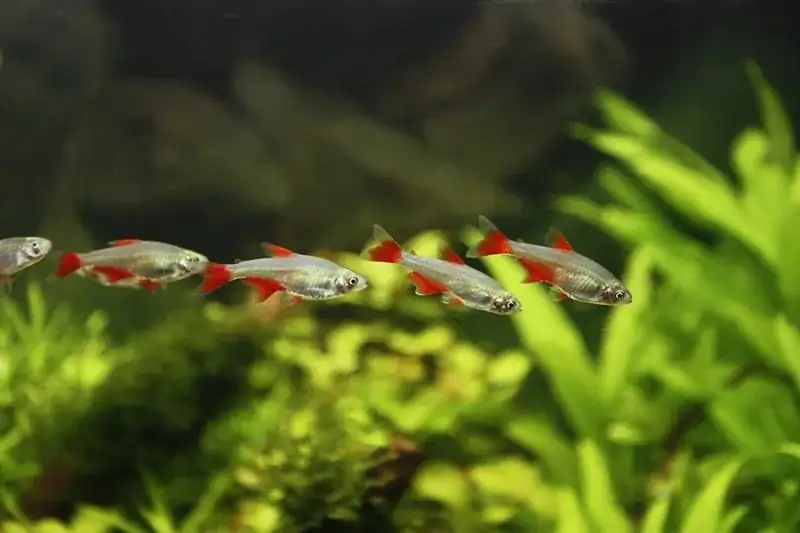 40 Coolest Freshwater Aquarium Fish 2024: For All Fish Keepers