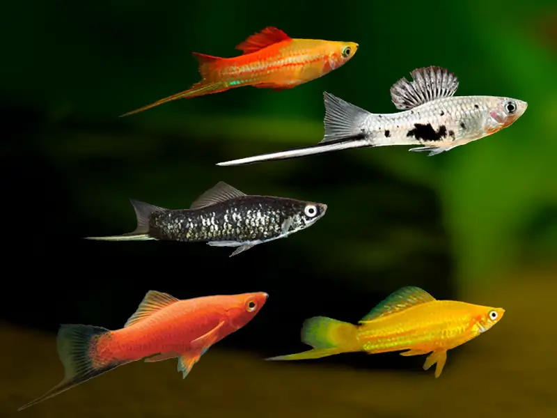 40 Coolest Freshwater Aquarium Fish 2024: For All Fish Keepers