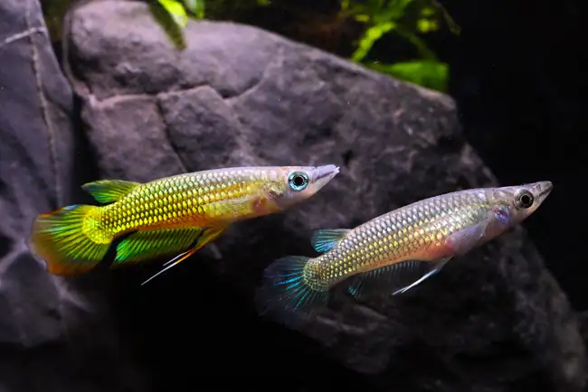 40 Coolest Freshwater Aquarium Fish 2024: For All Fish Keepers
