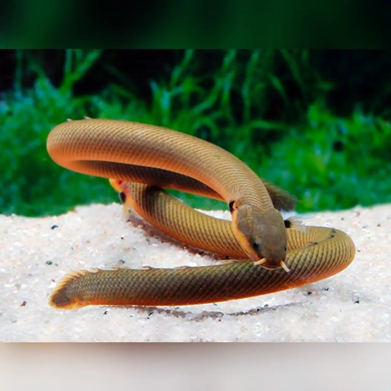 40 Coolest Freshwater Aquarium Fish 2024: For All Fish Keepers