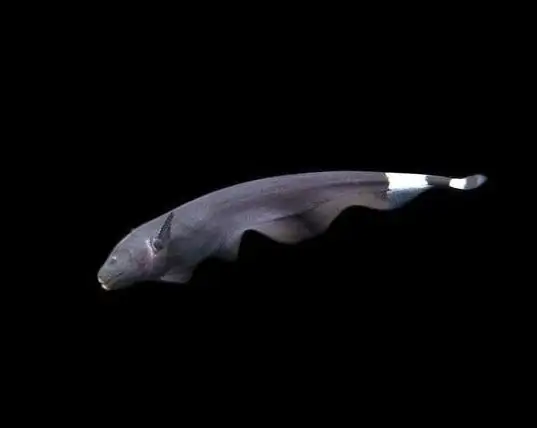 40 Coolest Freshwater Aquarium Fish 2024: For All Fish Keepers
