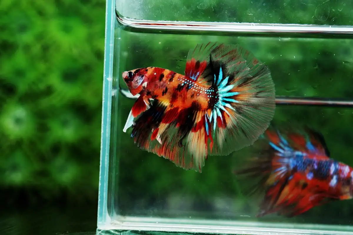 40 Coolest Freshwater Aquarium Fish 2024: For All Fish Keepers