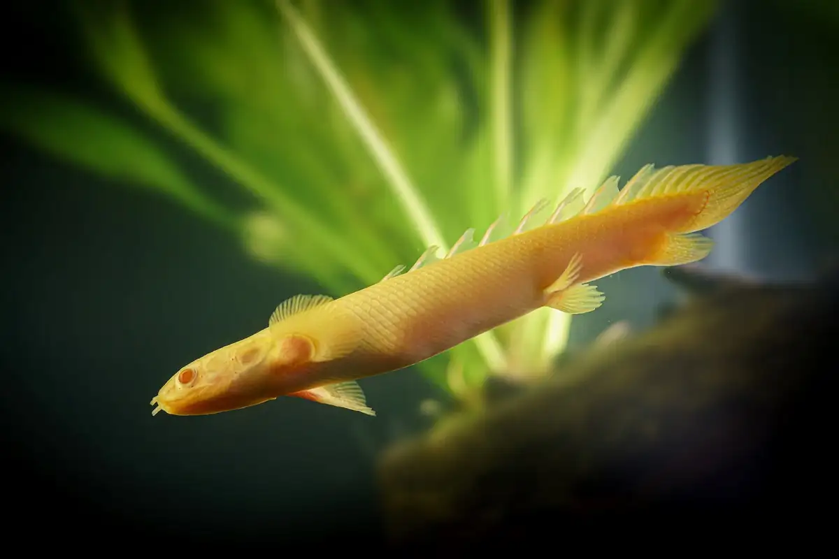 40 Coolest Freshwater Aquarium Fish 2024: For All Fish Keepers