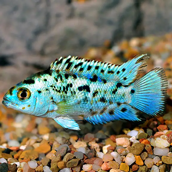 40 Coolest Freshwater Aquarium Fish 2024: For All Fish Keepers