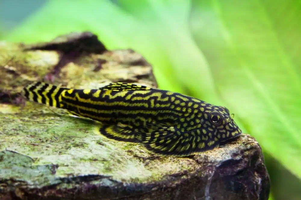 40 Coolest Freshwater Aquarium Fish 2024: For All Fish Keepers