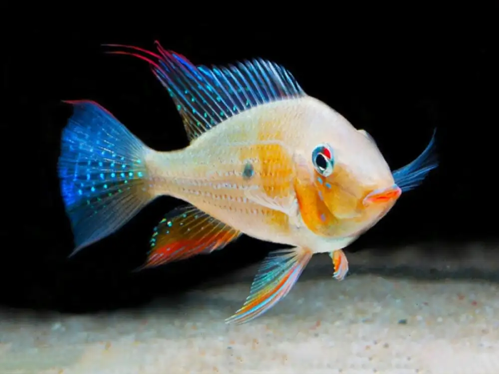 40 Coolest Freshwater Aquarium Fish 2024: For All Fish Keepers